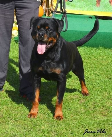Viko von der Maxi Rott