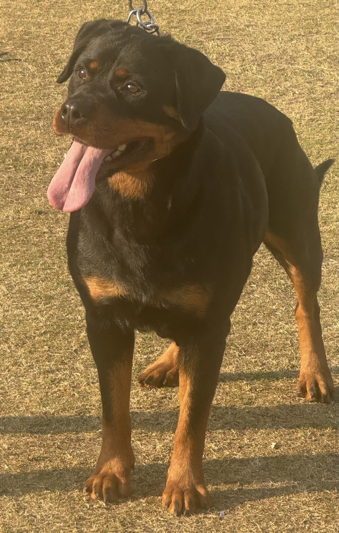 Sienna aus dem Blumental