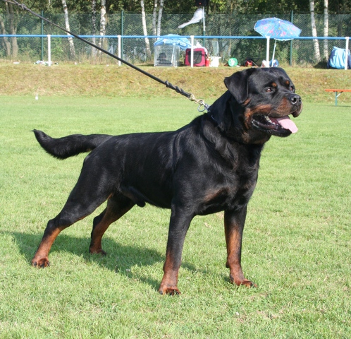 Dasco von der Blockhütte