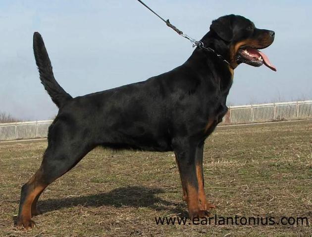 Nera Earl Antonius