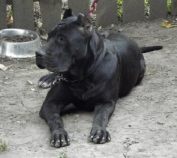 Presa's Spirit A- Juno