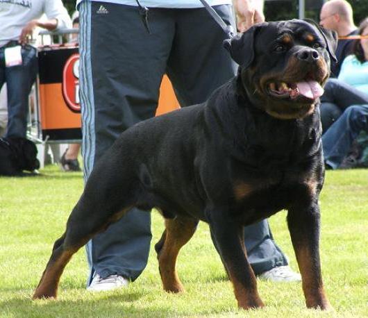 Gil von Hause Milsped