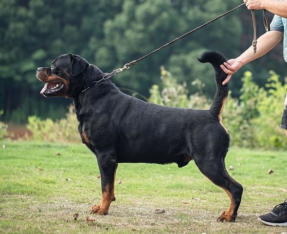 Duke vom Hause Scherau