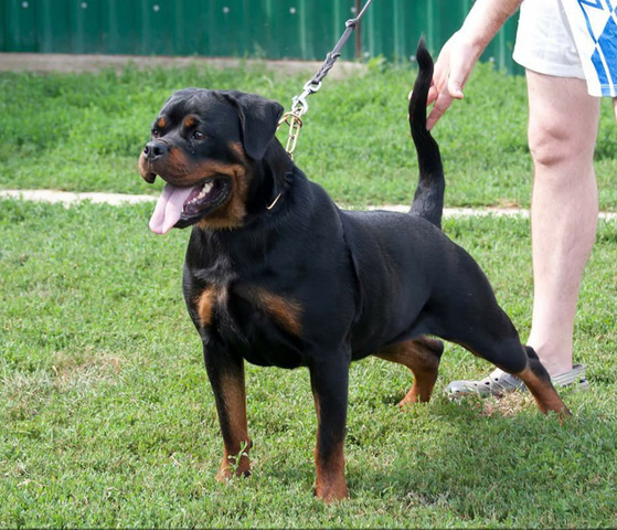 Gita von der Maxi Rott