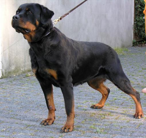Cleopatra vom Hammerbachtal