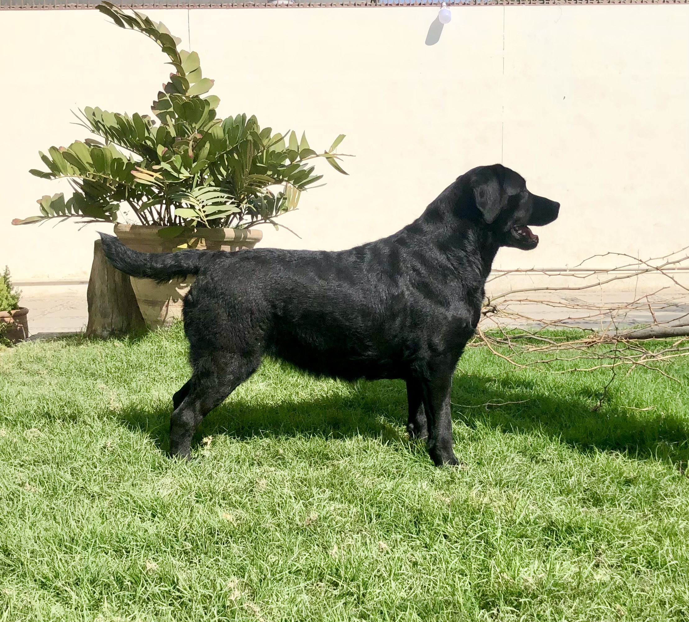 Ferrari of Starlight Kennel