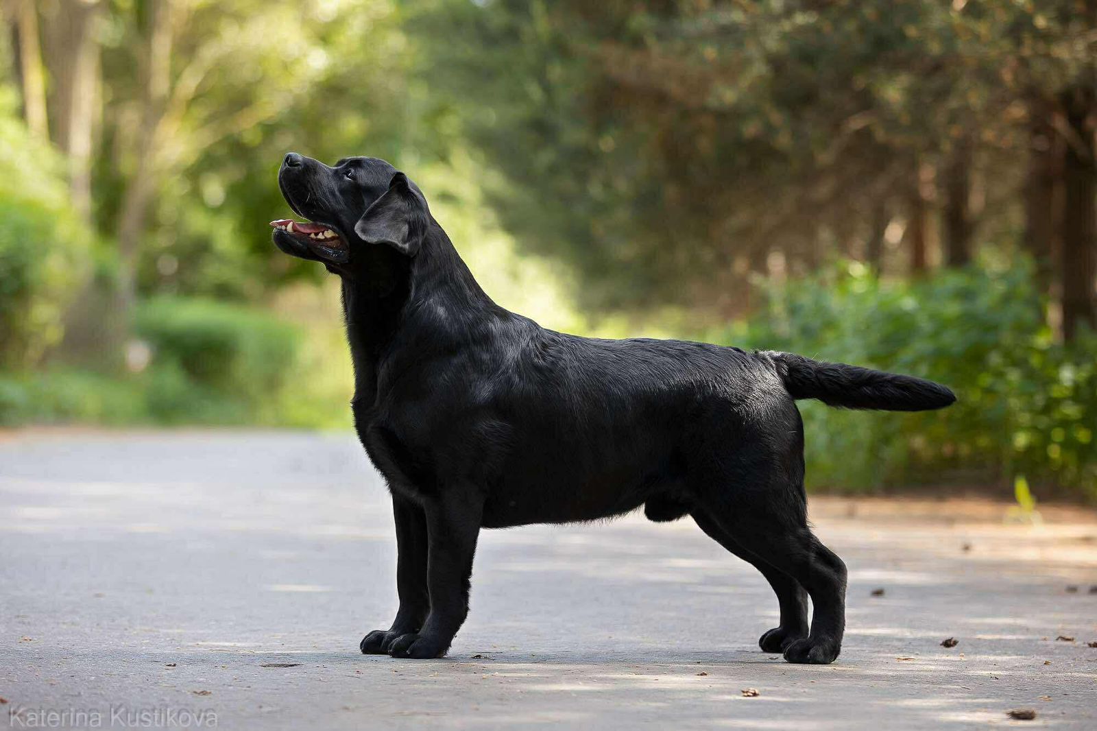Lab’Spb Parker