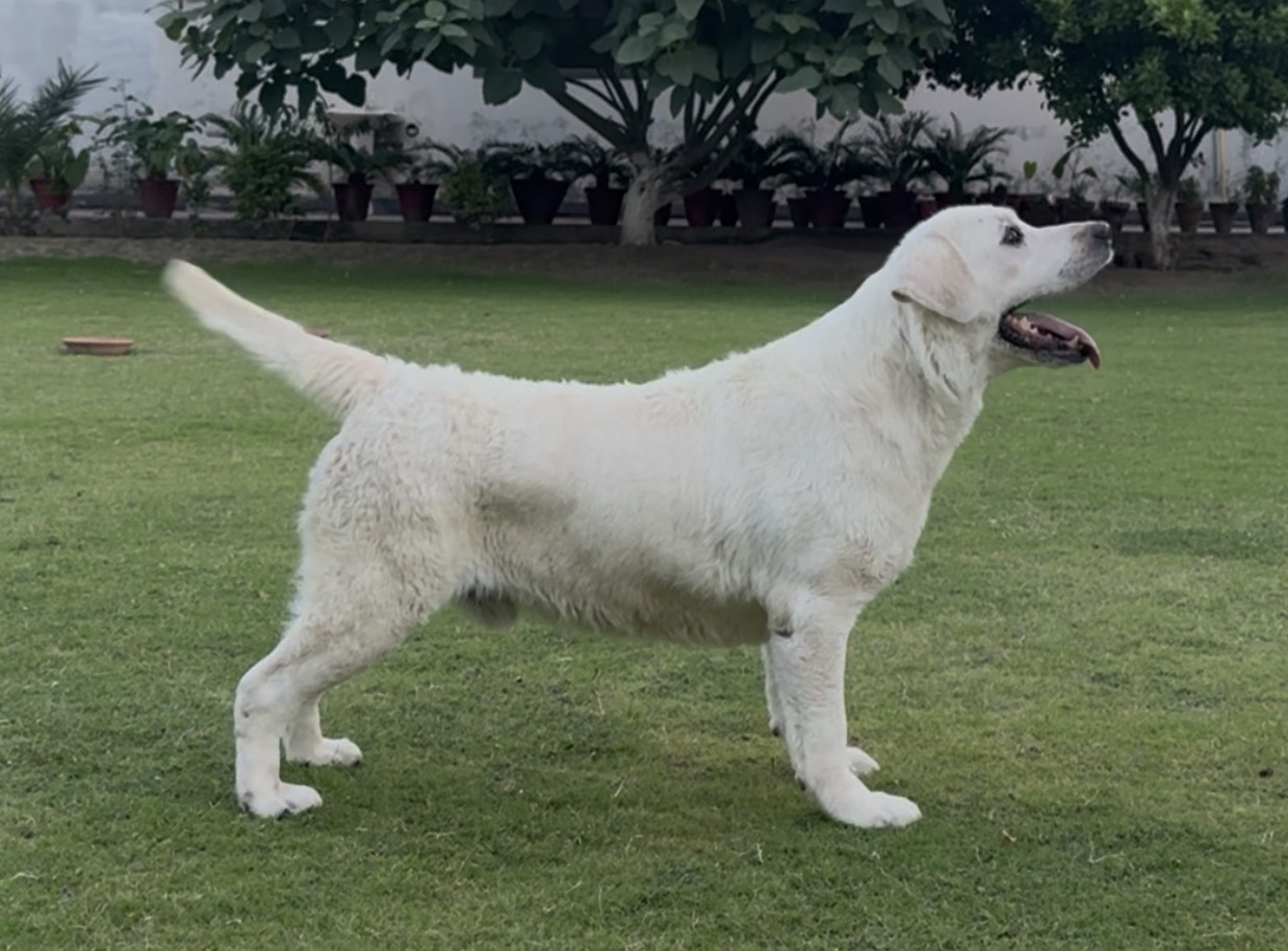 Enjoymydog Eden Exclusive