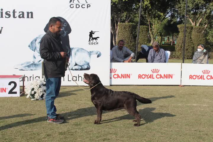 Supreme Labradors Nina