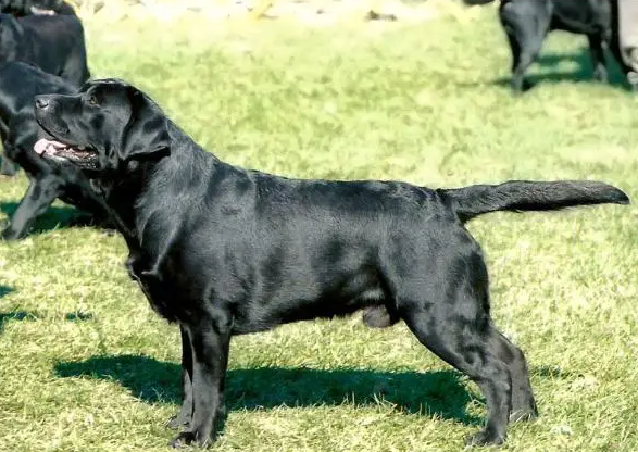 Dickendall Davaron Gable
