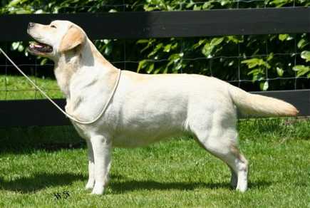 Devonshires Darjeeling
