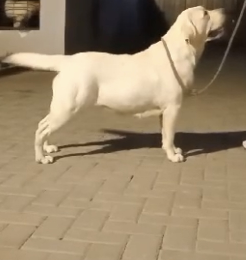 Jasmine of Royal Kennel at Victorstone Kennel