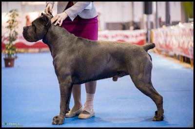 Brutus (xman)