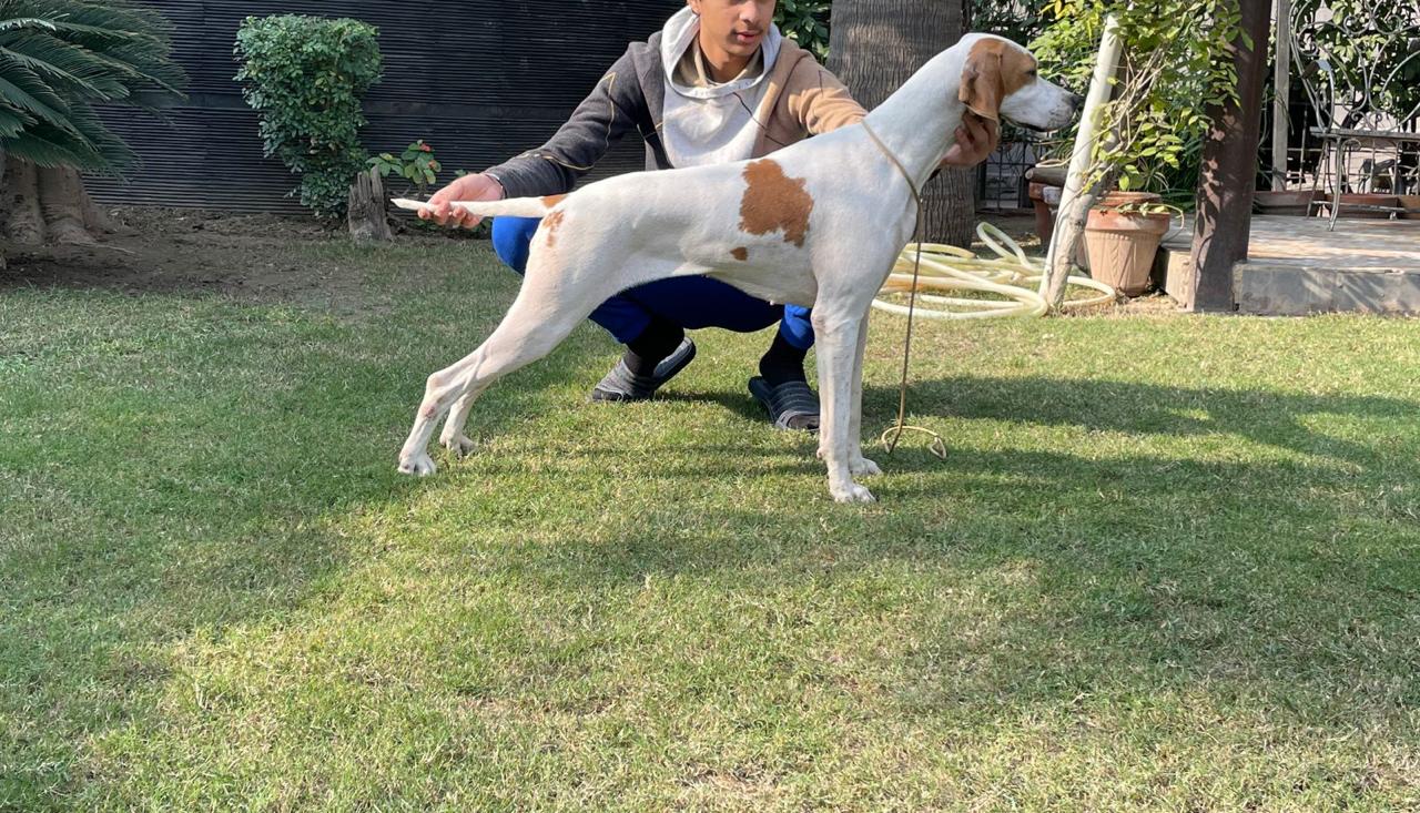Opal of TM Farm of Victorstone Kennel