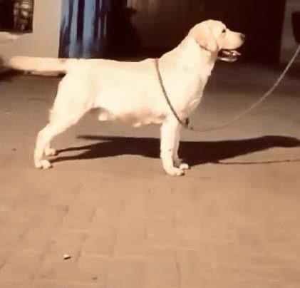 CH. Sudeo Our Boy Findlay of Victorstone Kennel