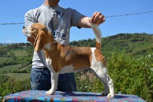 Fonteposca's Sweet Dancer