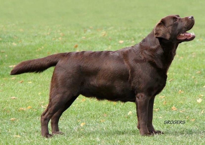 Meadowleigh Brown Sugar