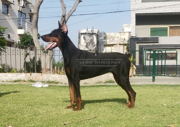 Deva of Mailo Kennel
