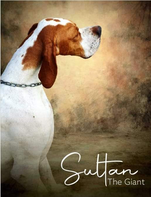 A-sultan