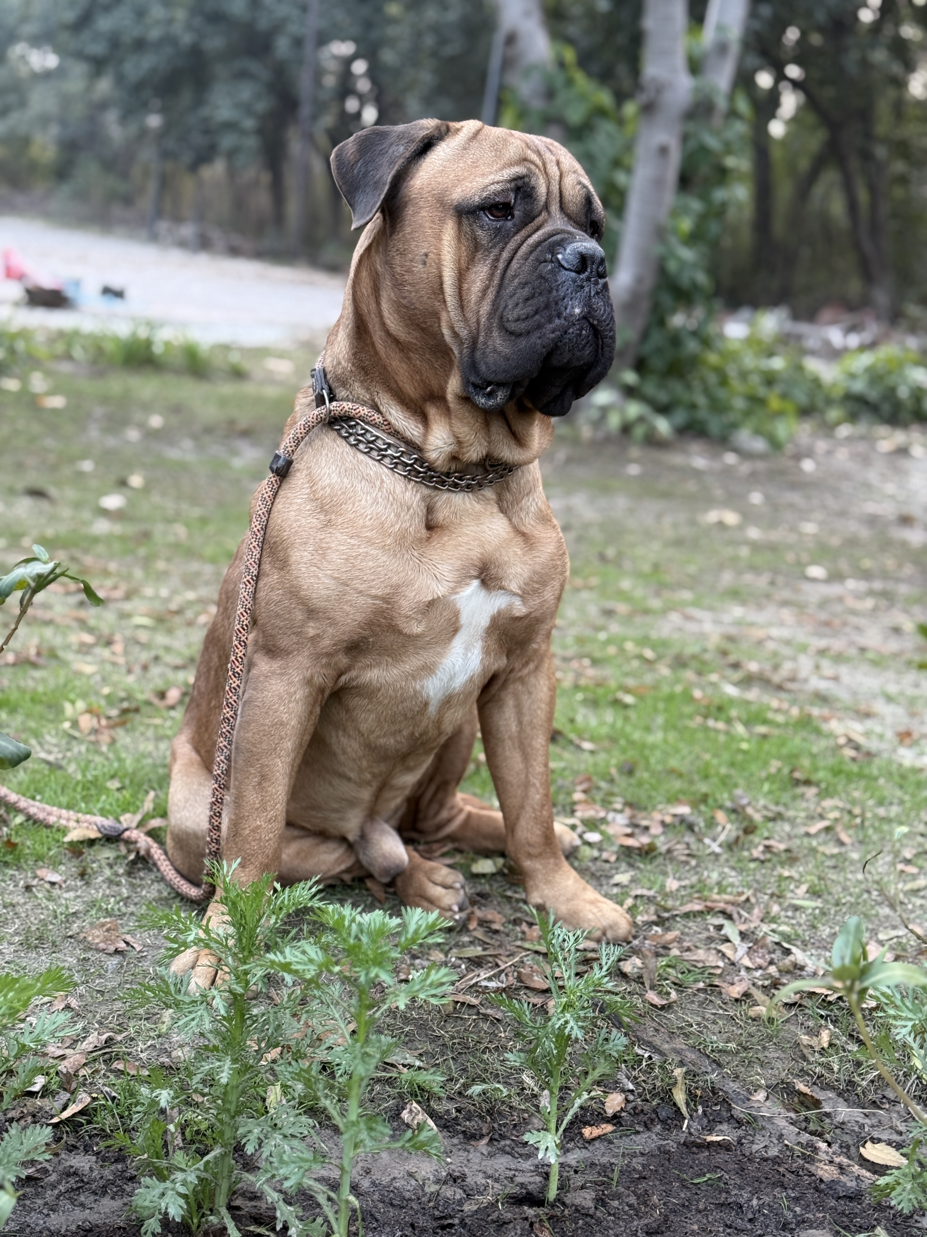 Aries of Bullmastiff Lovers