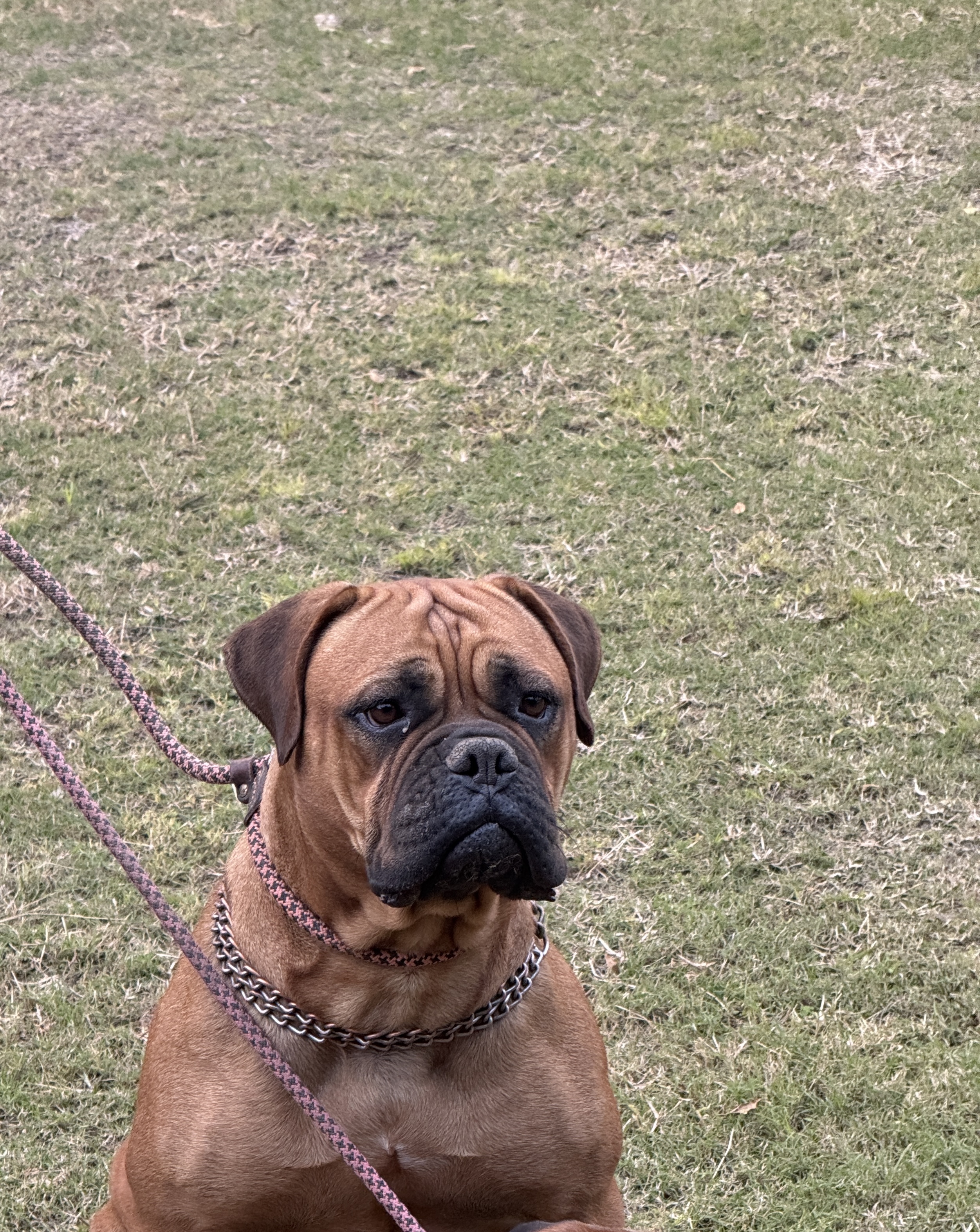 Brandy of Bullmastiff Lovers