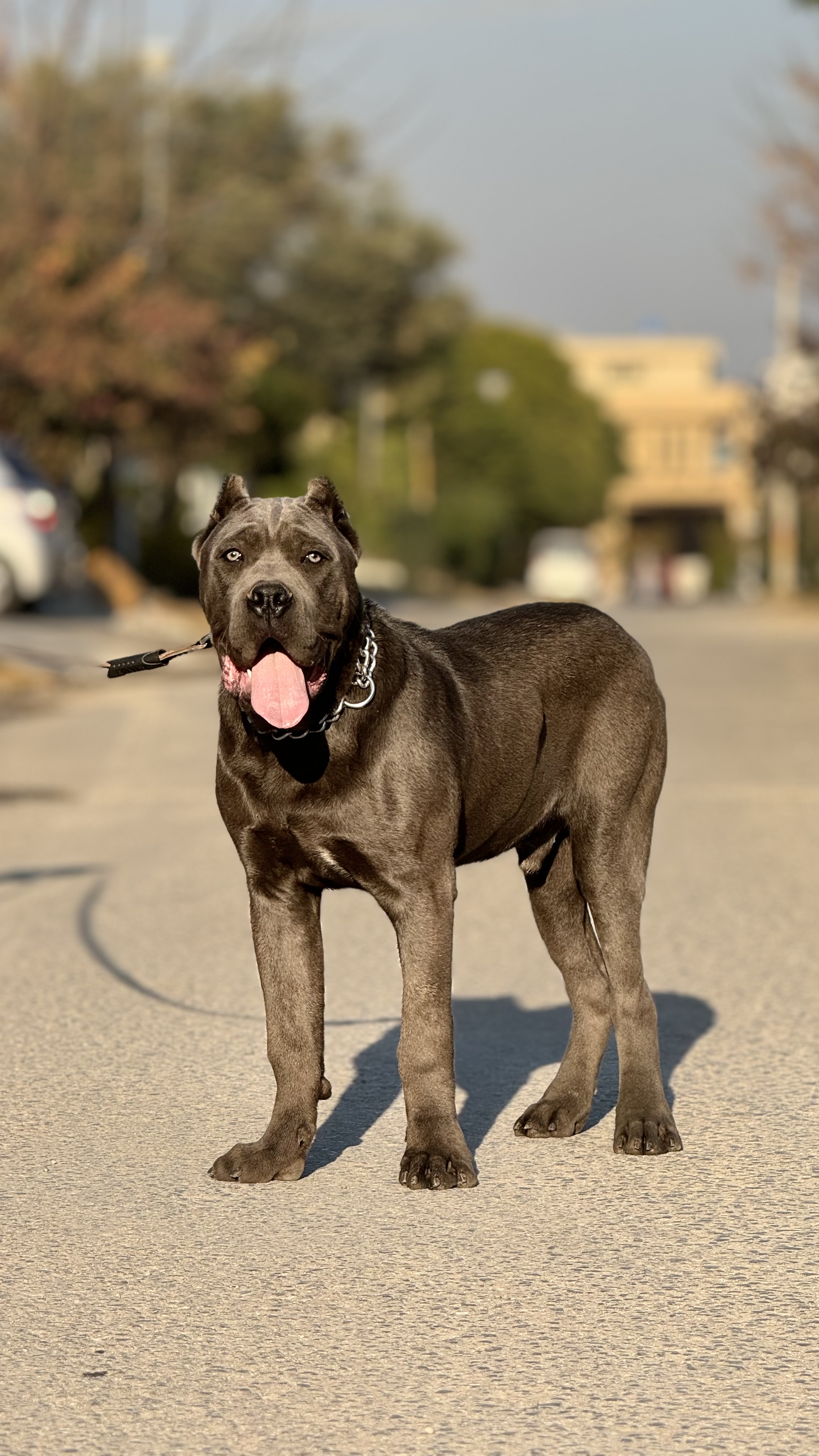 Greazy of RAK Corso
