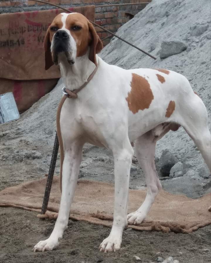 Murcielago's Asko