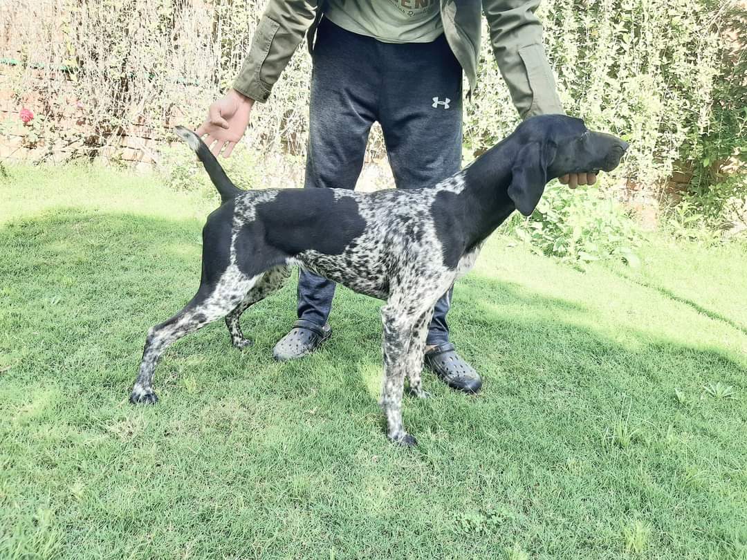 Hunt Haus Morgan&Betars Daisy