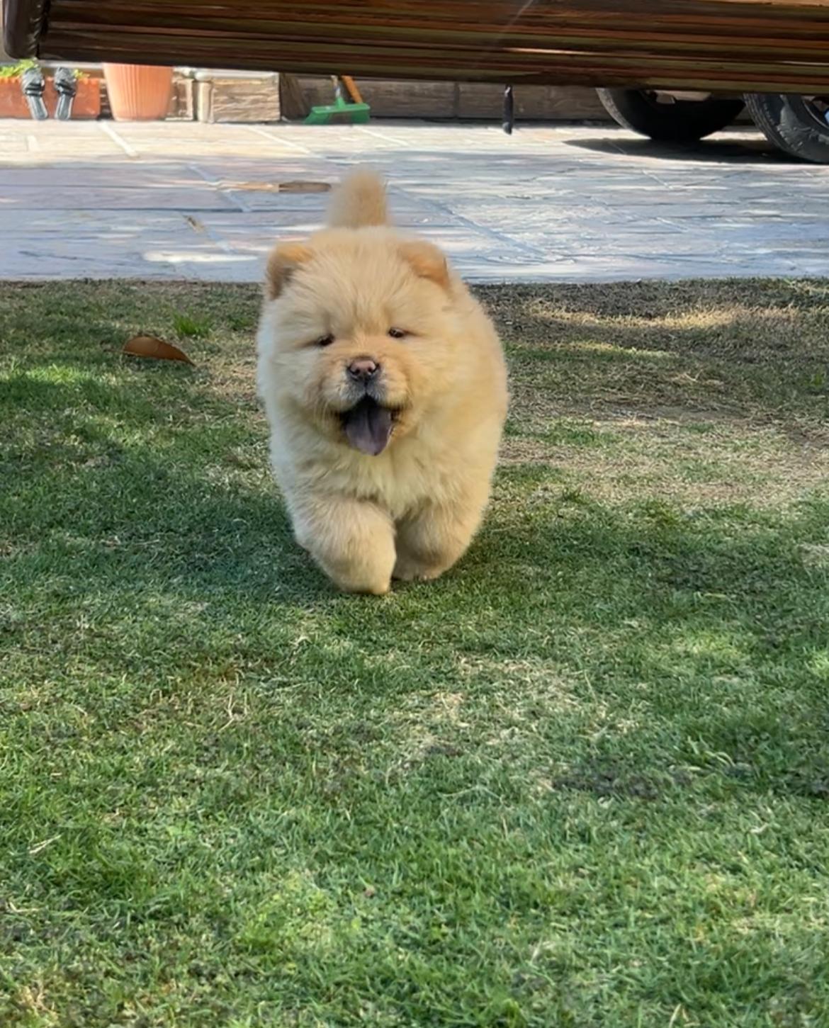 Igor