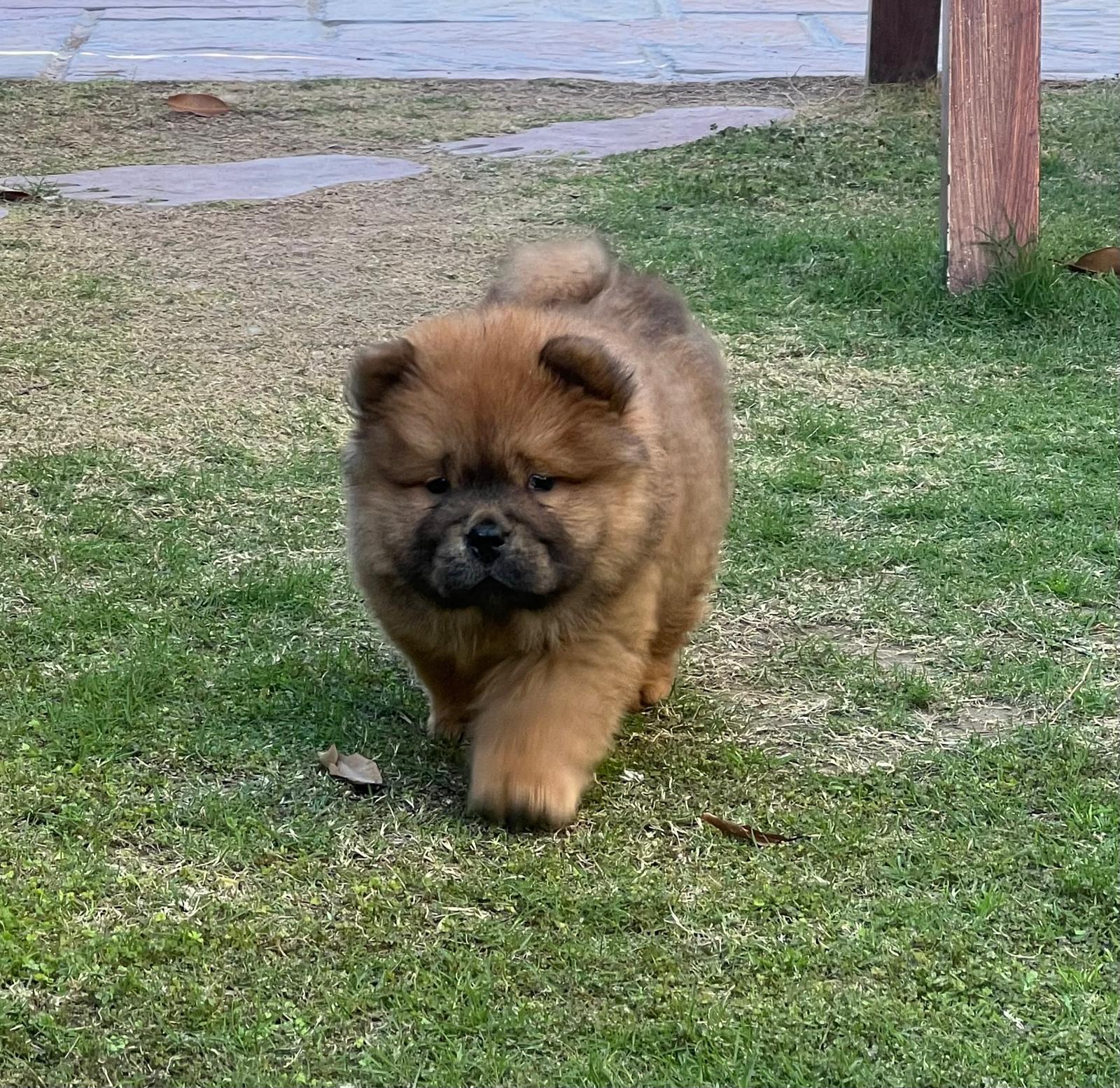 Vulpix