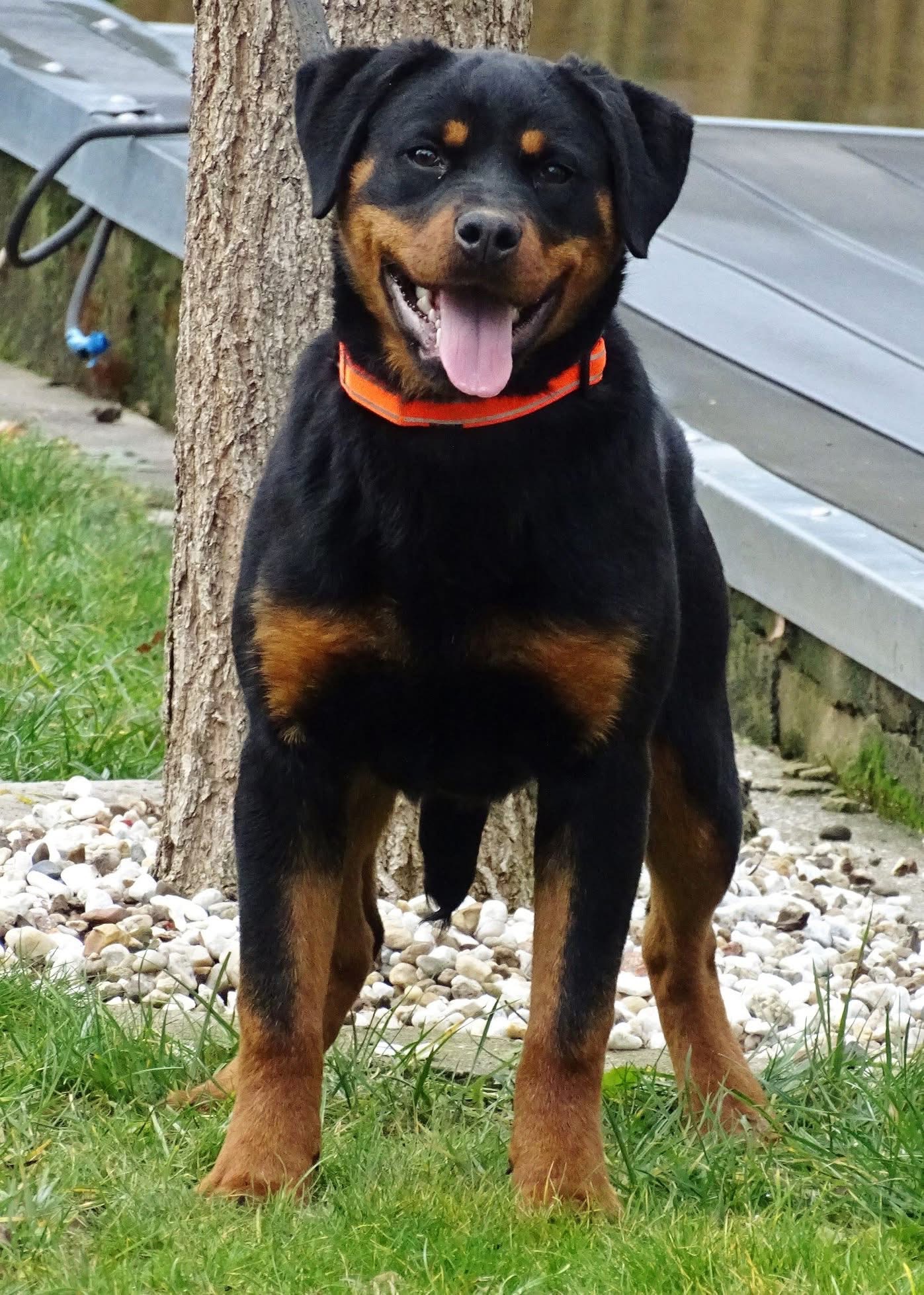 Rosi von der Holzhaussiedlung