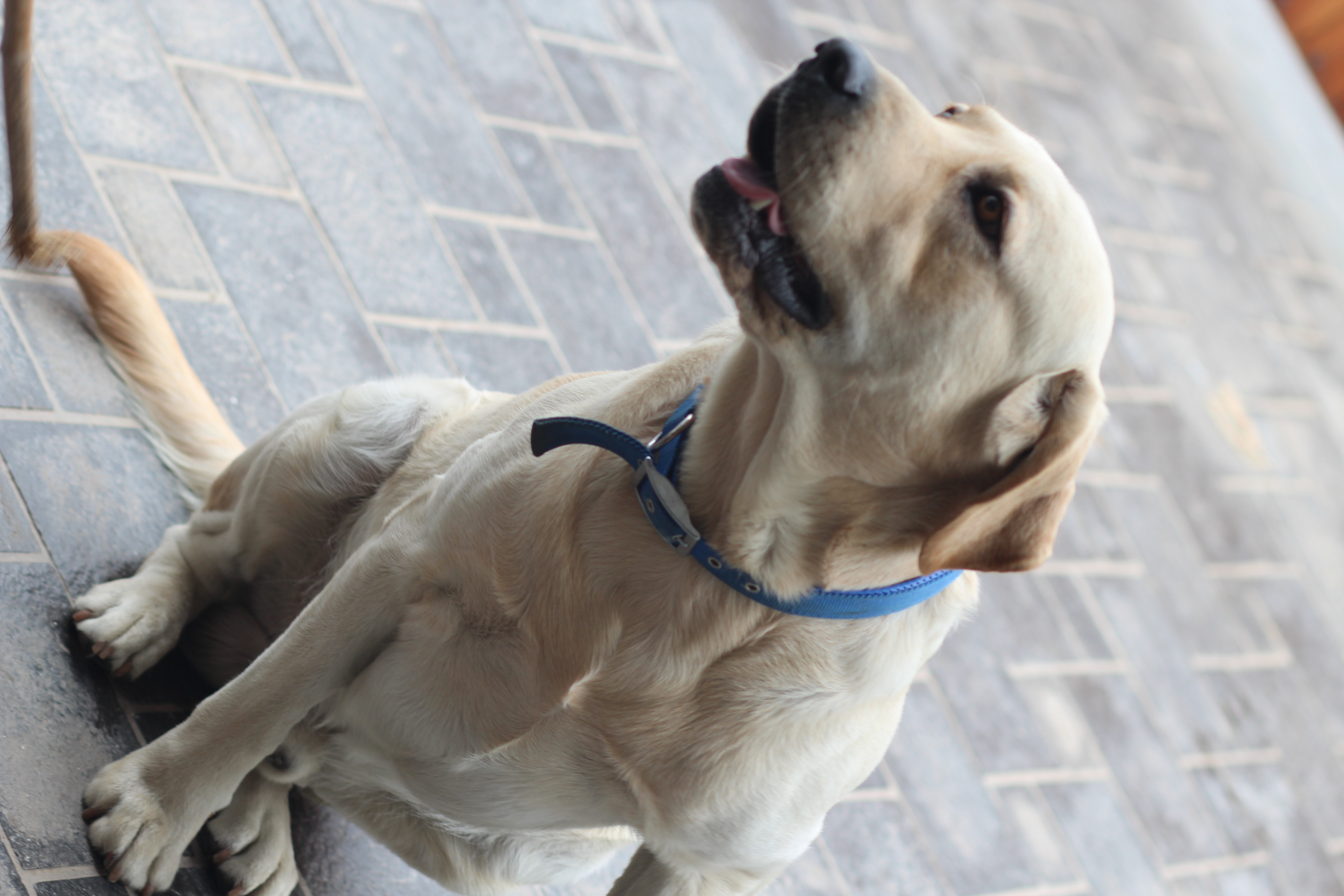 dogimage