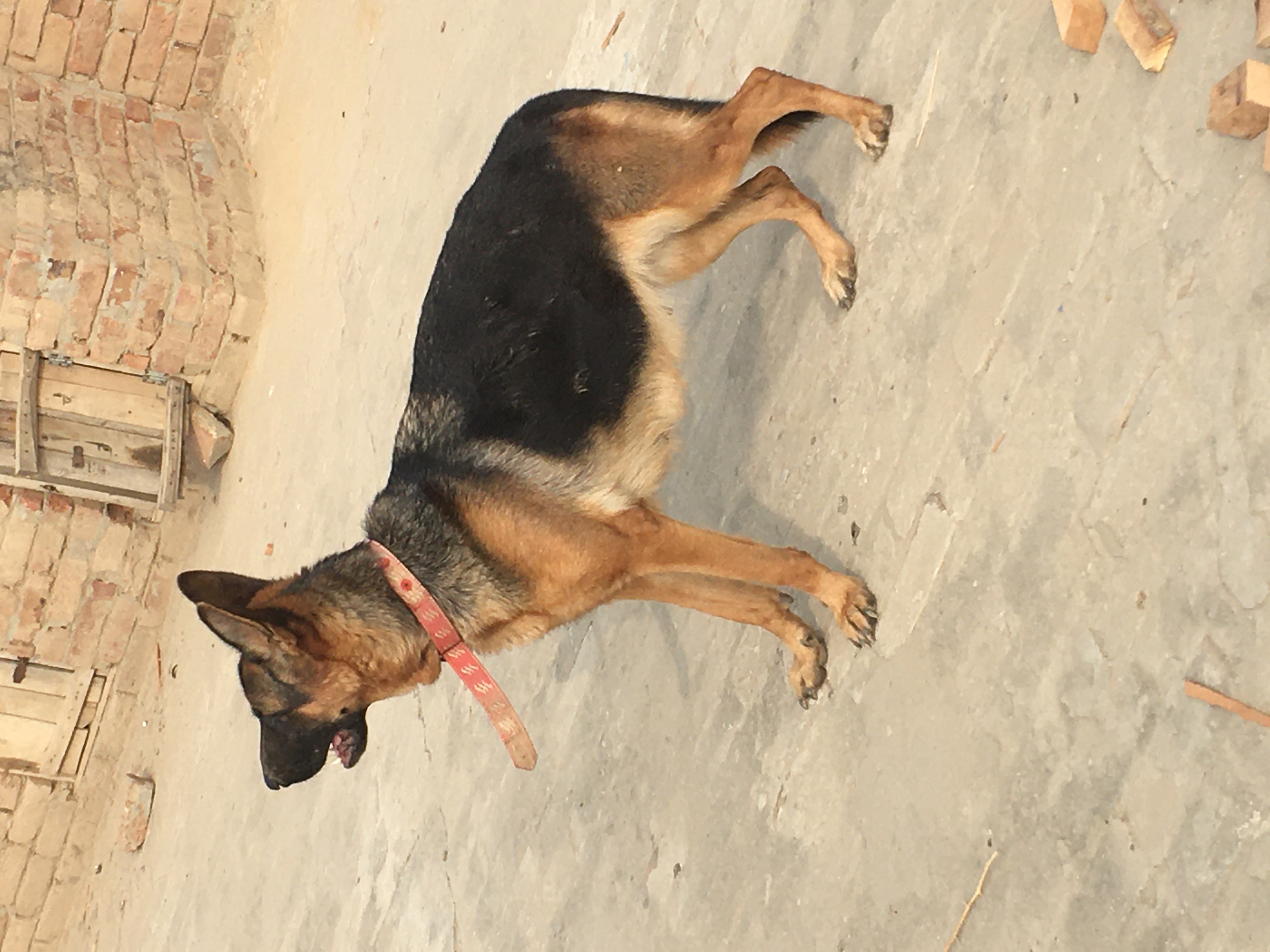 dogimage