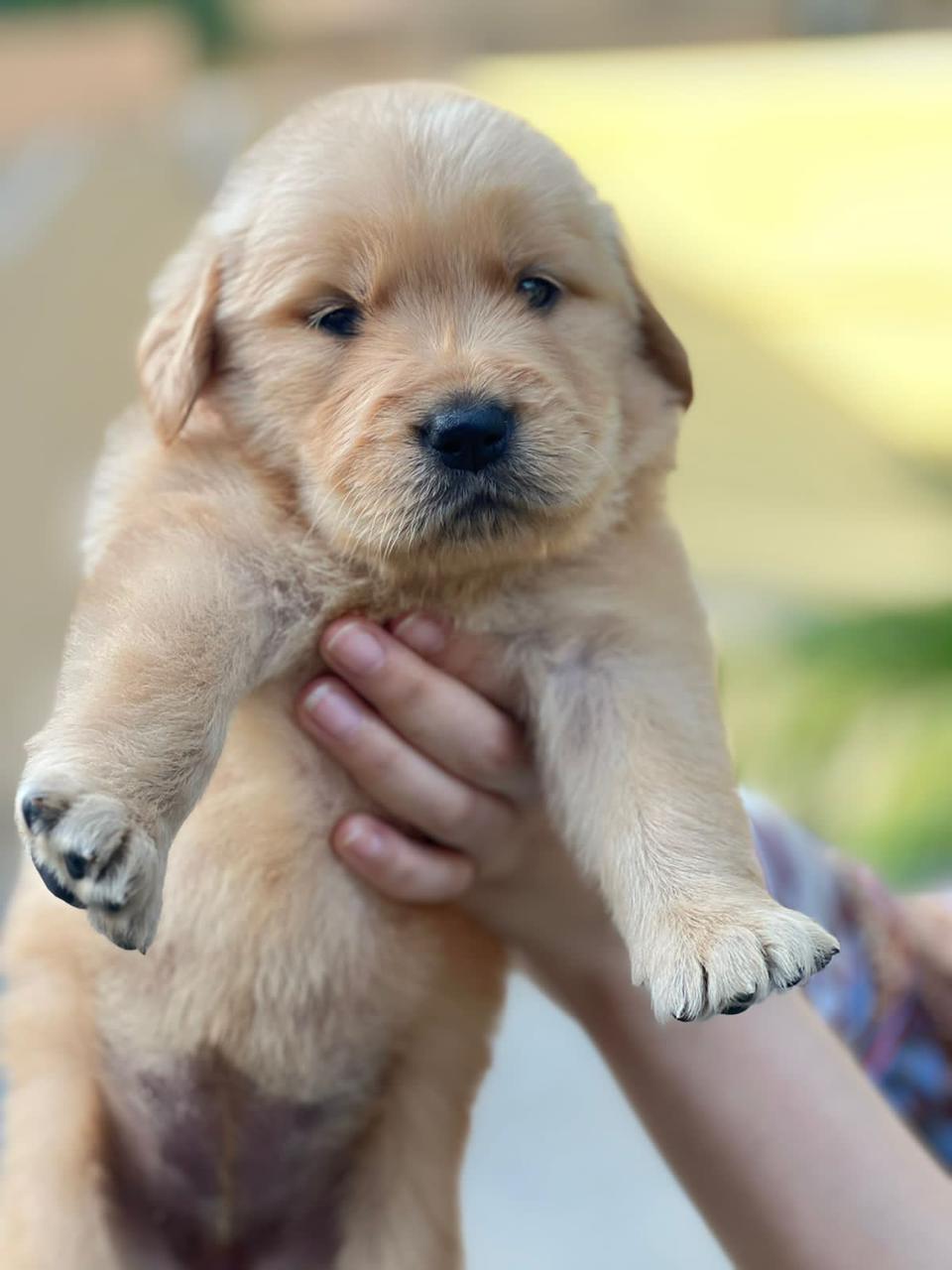 dogimage
