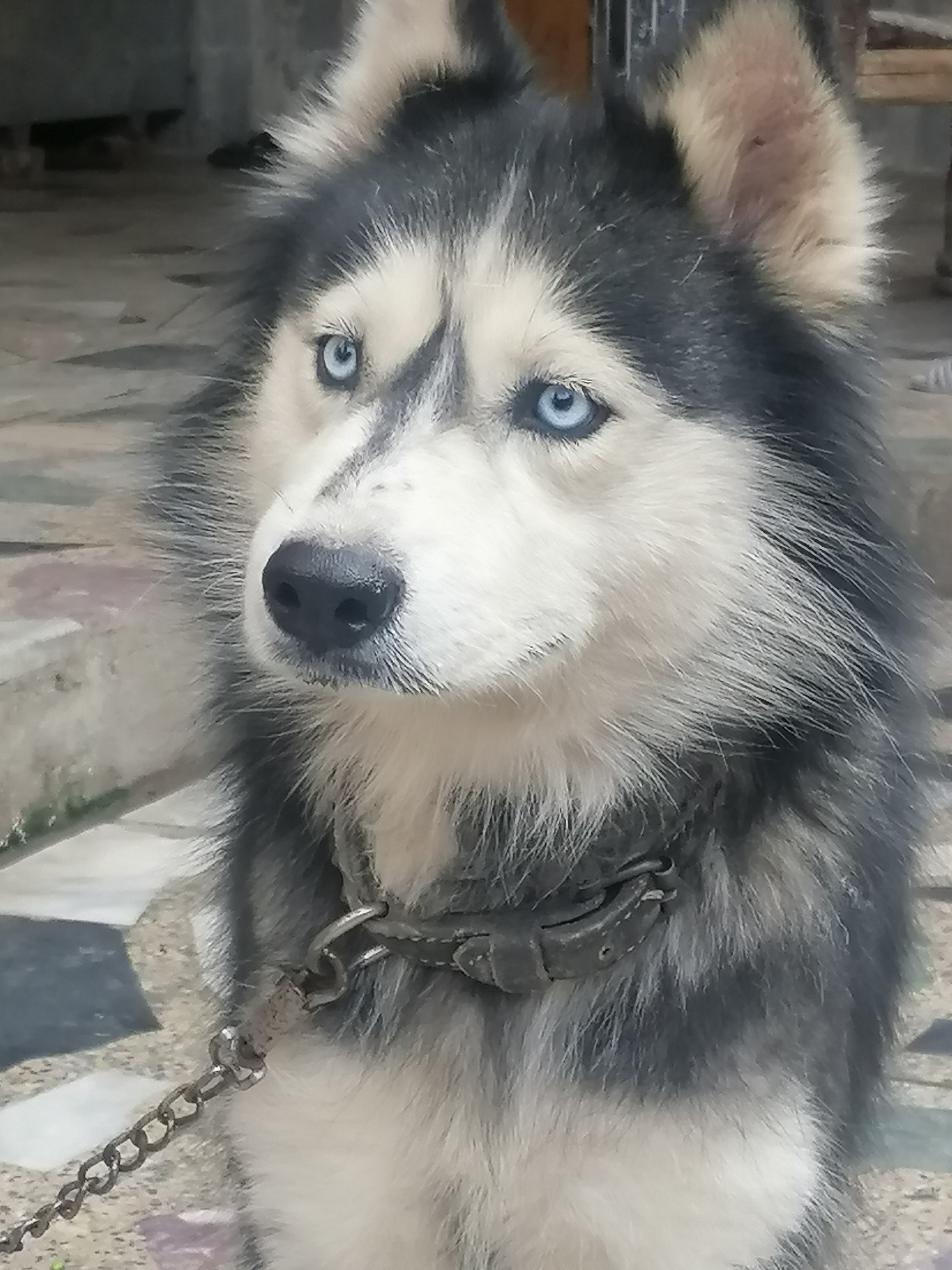 dogimage