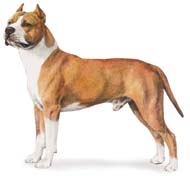 American Staffordshire Terrier