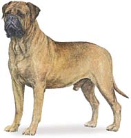 Bullmastiff