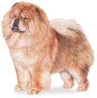 Chow Chow