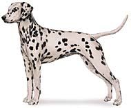 Dalmatian