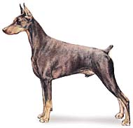 Dobermann