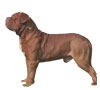 Dogue de Bordeaux