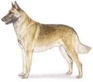 Belgian Shepherd Dog (Malinois)