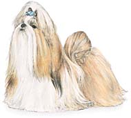 Shih Tzu