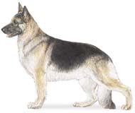 German Shepherd Dog