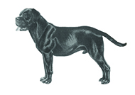 Italian Cane Corso