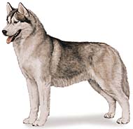 Siberian Husky