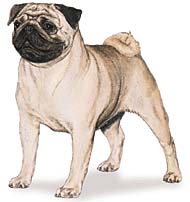 Pug