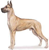 Great Dane