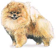 German Spitz (Pomeranian)