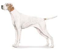 English Pointer